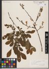 Foto von Salix aurita L.